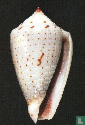Conasprella puncticulata