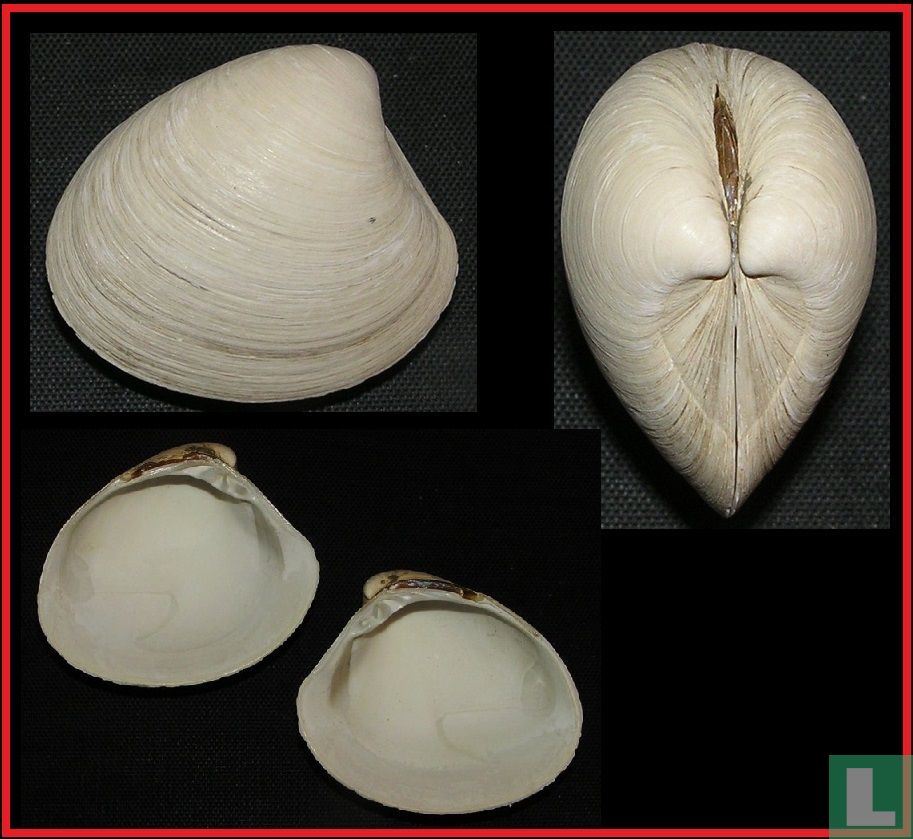 Pitar rostratus