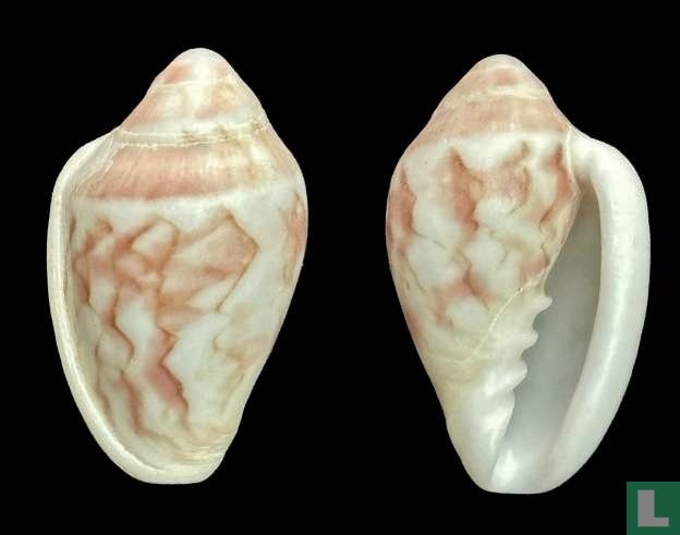 Marginella zigzag