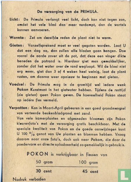 De verzorging van de Primula