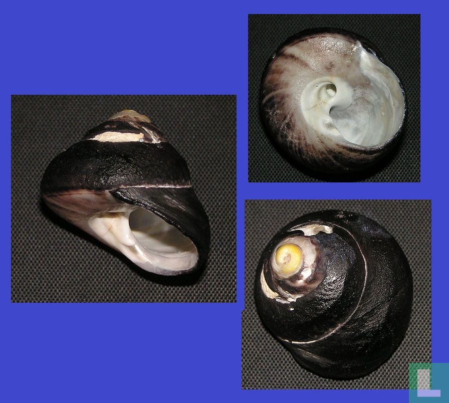 Tegula euryomphala