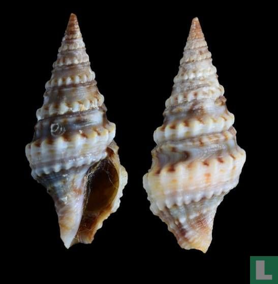 Clavatula rubrifasciata