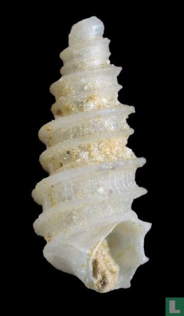 Pseudoscilla verdensis