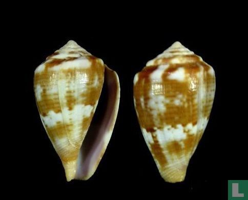 Conus ardisiaceus
