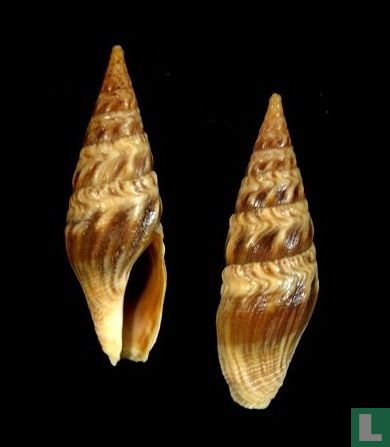 Clavatula helena