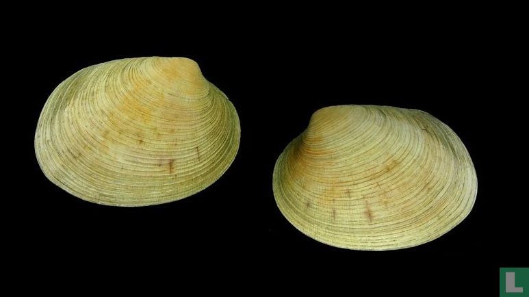 Callithaca tenerrima