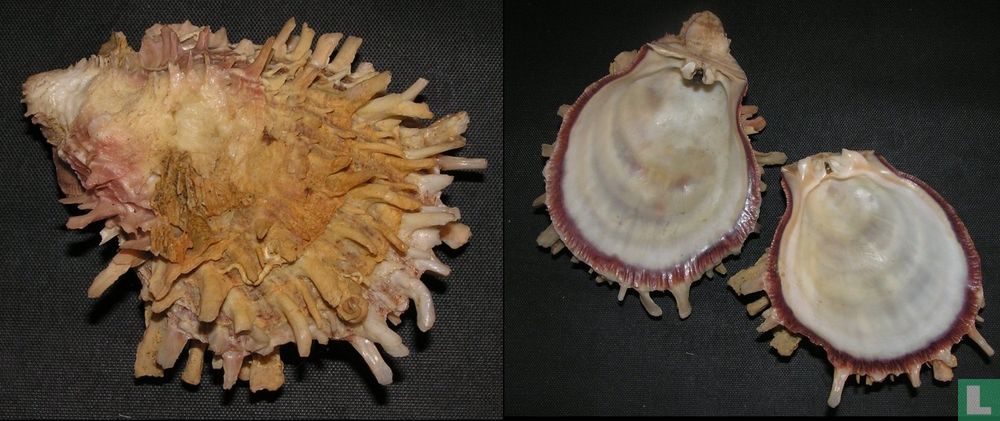 Spondylus gaederopus