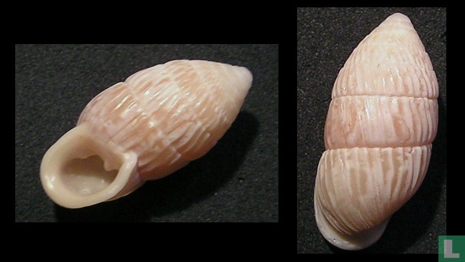 Cerion melanostoma - Schelp - LastDodo