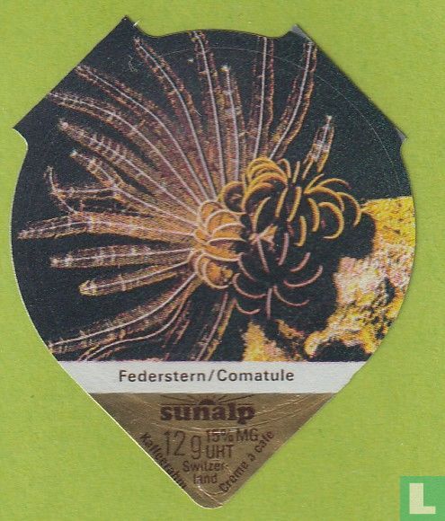Federstern / Comatule