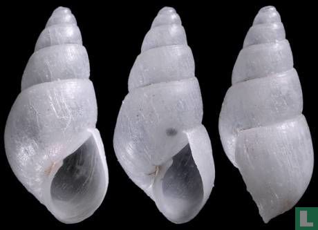 Brachystomia eulimoides