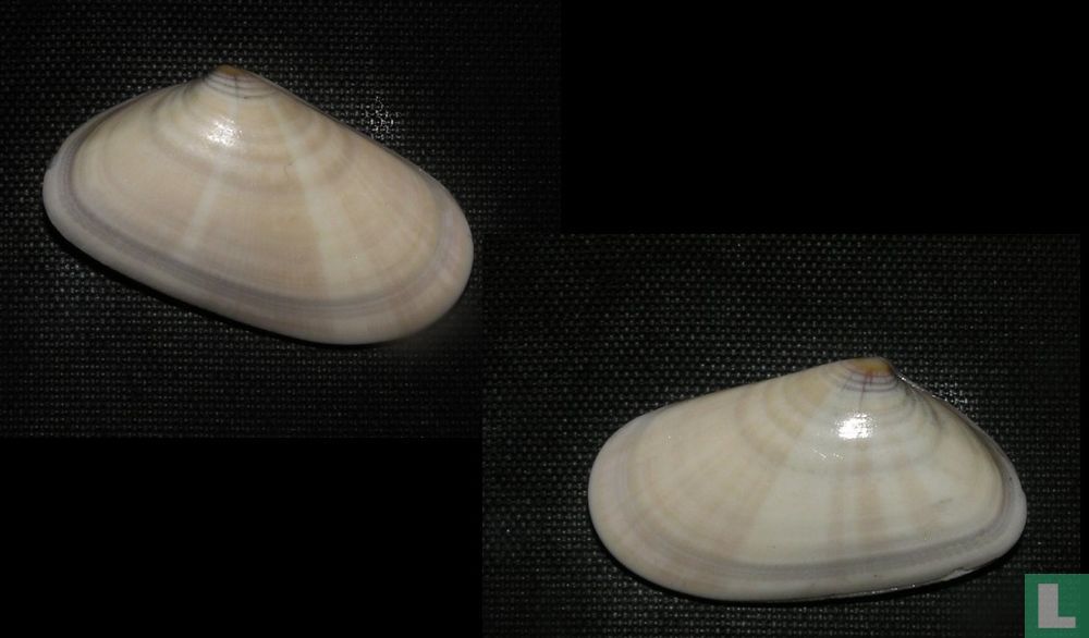 Donax trunculus