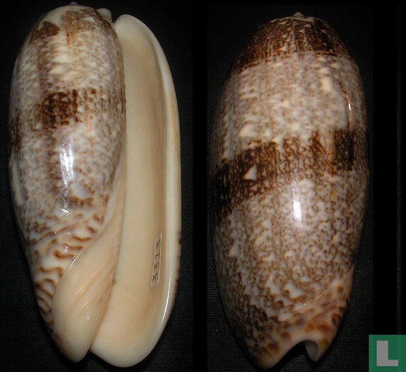 Oliva sericea