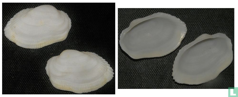 Barbatia complanata