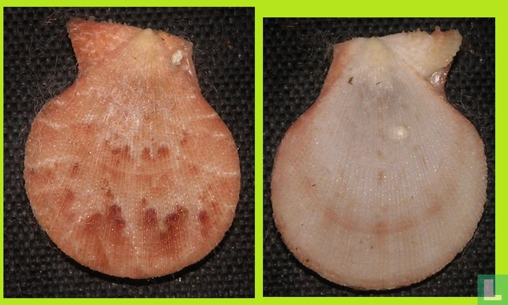 Laevichlamys aliae