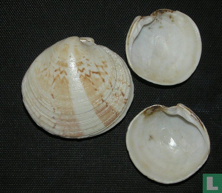Dosinia exoleta