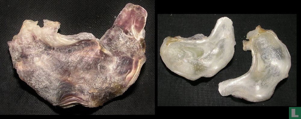 Ostrea megodon
