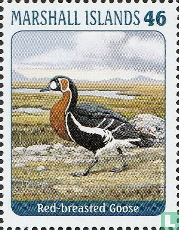 Oiseaux 
