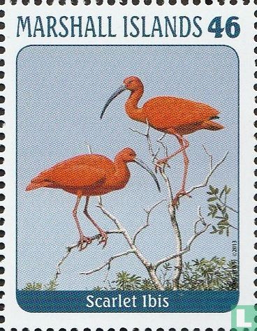 Birds 