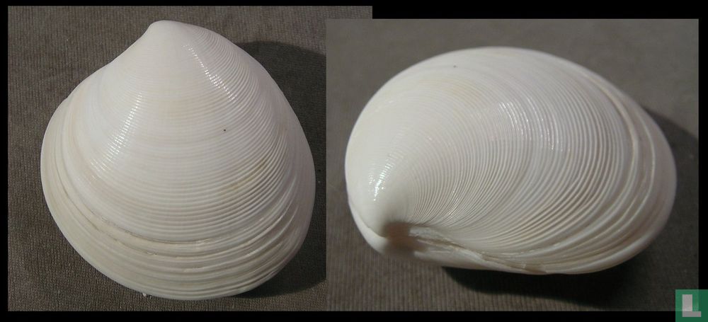 Dosinia dunkeri