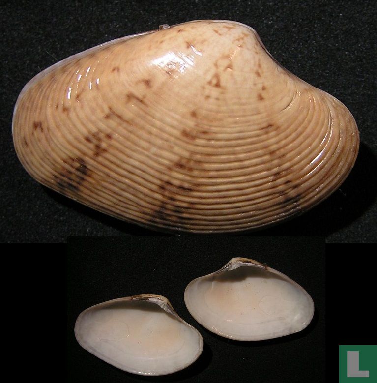 Paphia declivis