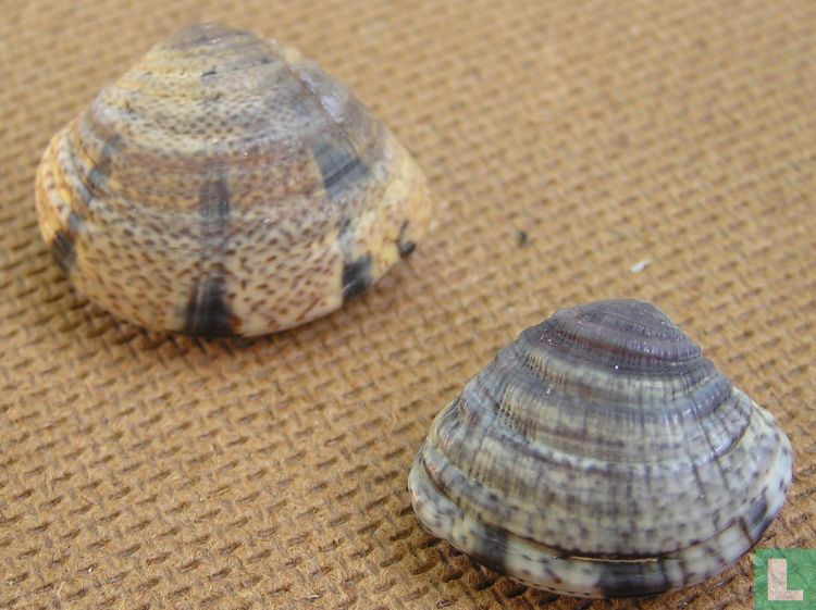 Chione subimbricata