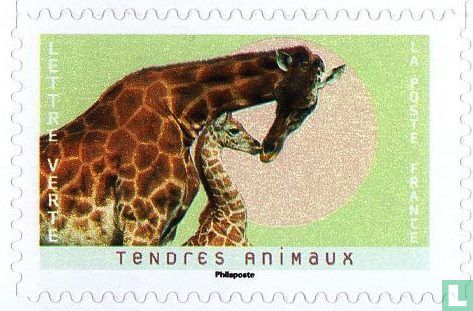 Tender animals