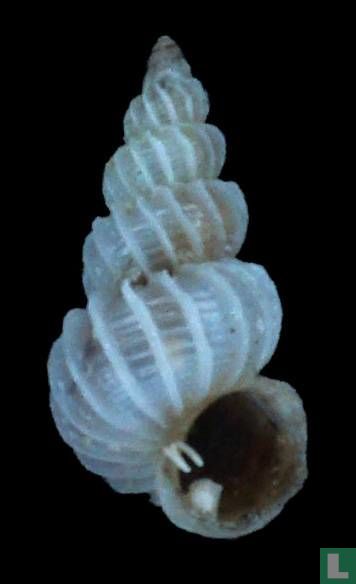 Epitonium tiberii