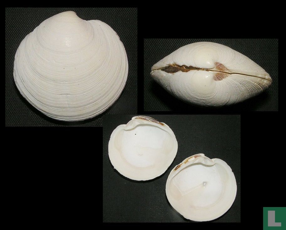 Dosinia corrugata