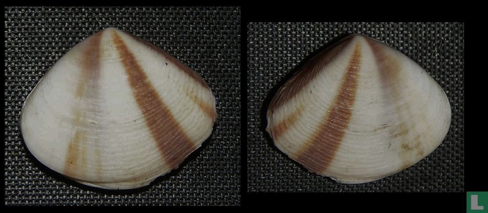Donax tinctus
