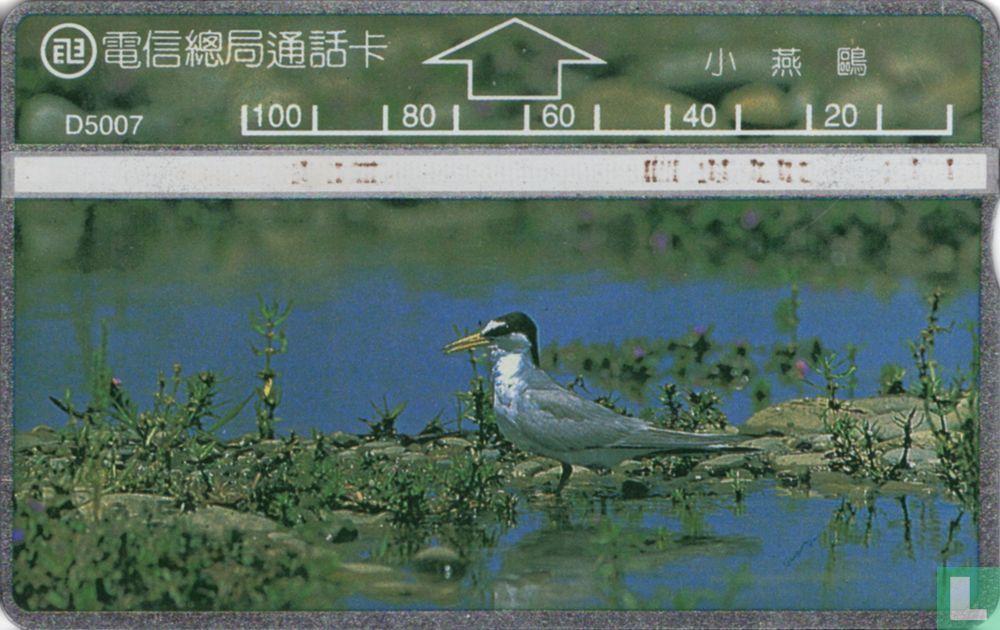 Tern