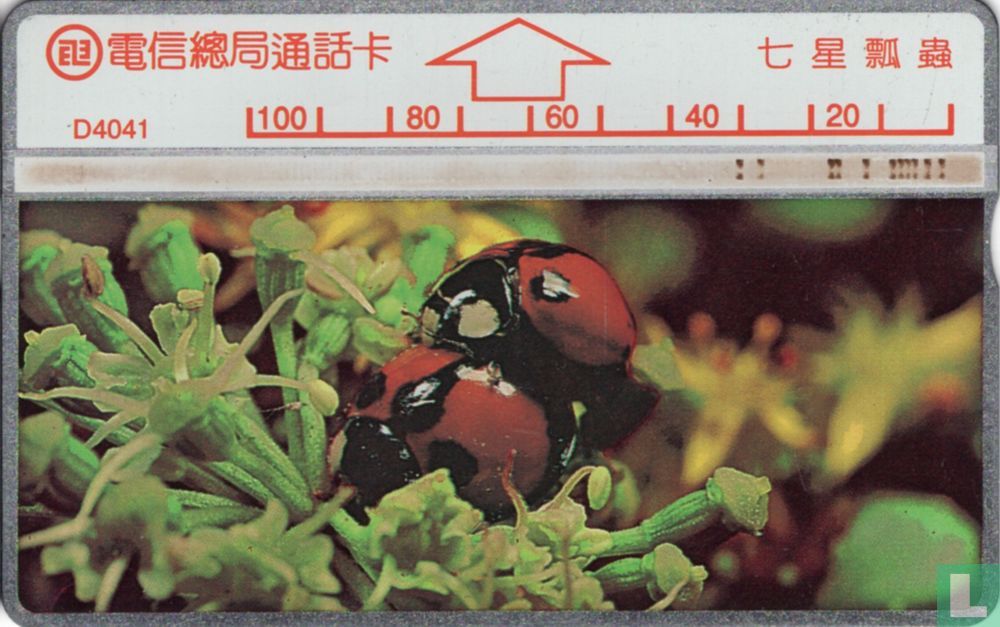 Ladybug Coccinellidae
