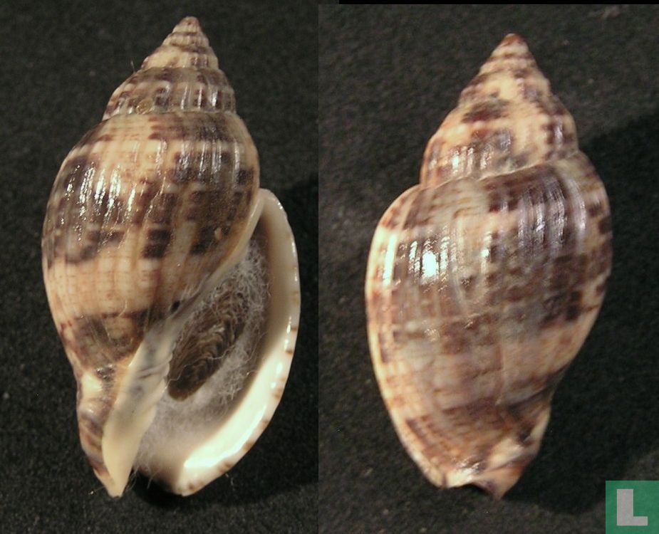 Lyria mitraeformis grangeri