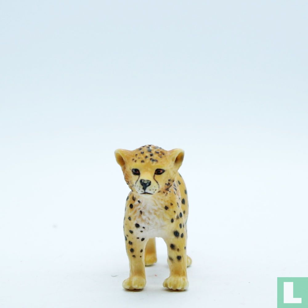 Young Cheetah