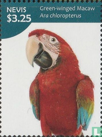 Macaw