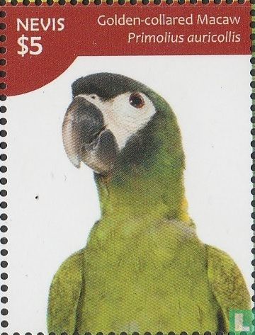 Macaw