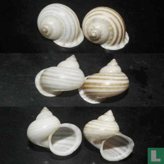 Leptopoma stainforthi