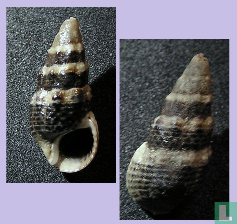 Batillaria sordida