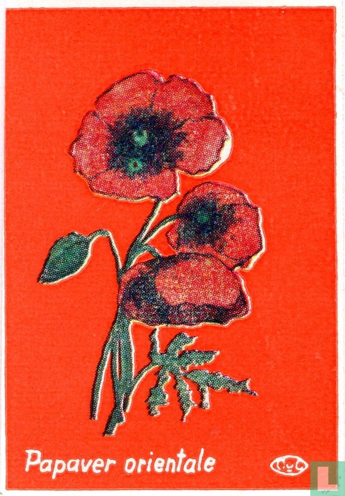 Papaver orientale