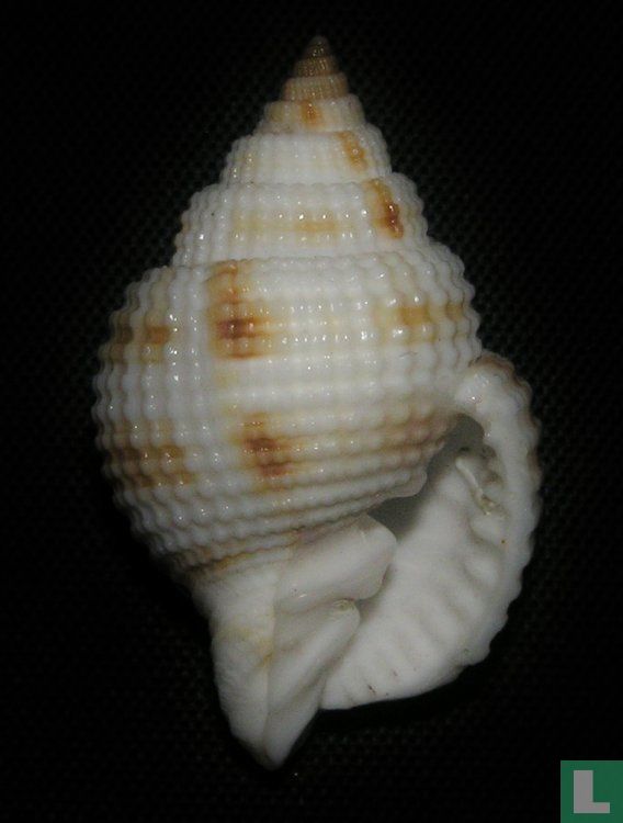 Cancellaria reticulata