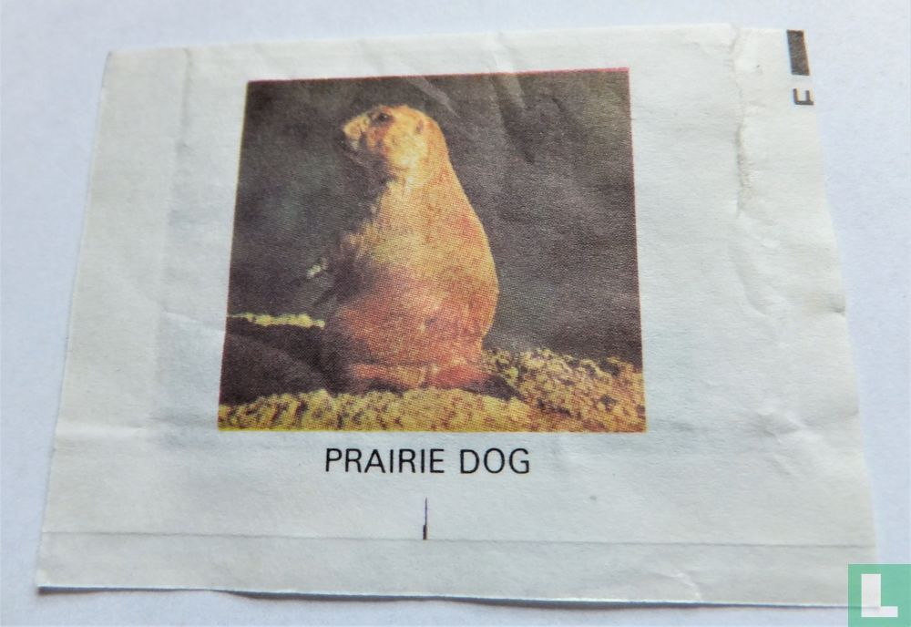 Prairie Dog