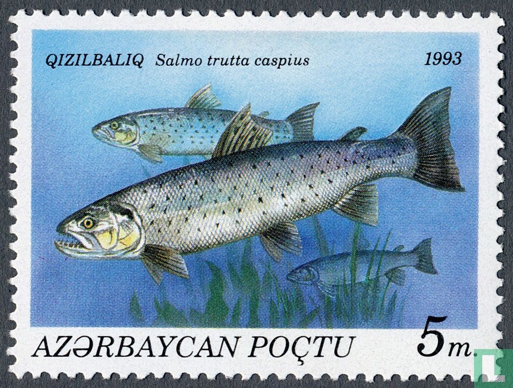 Lachs Trutta Caspius