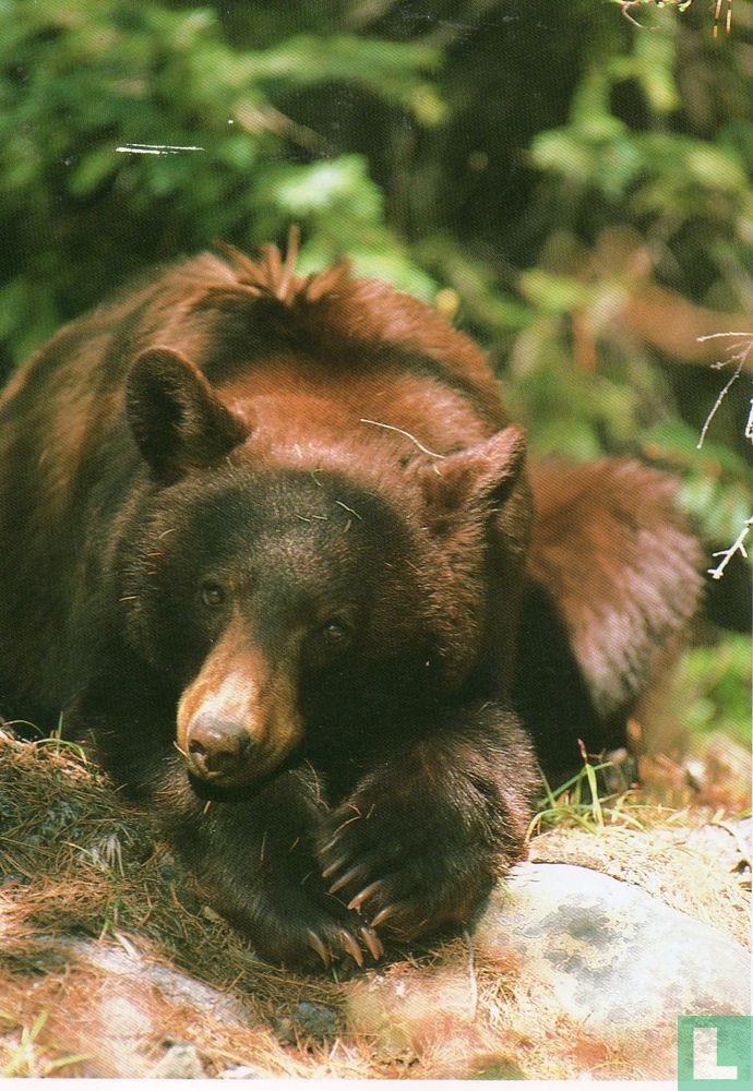 Black bear (1991) North American Wildlife LastDodo