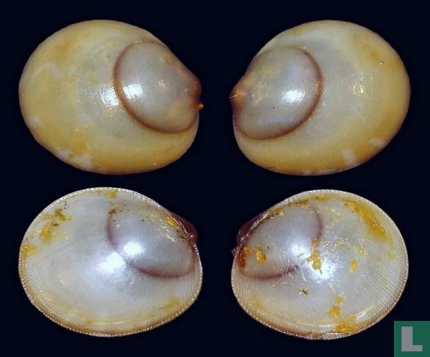 Vilasina decorata