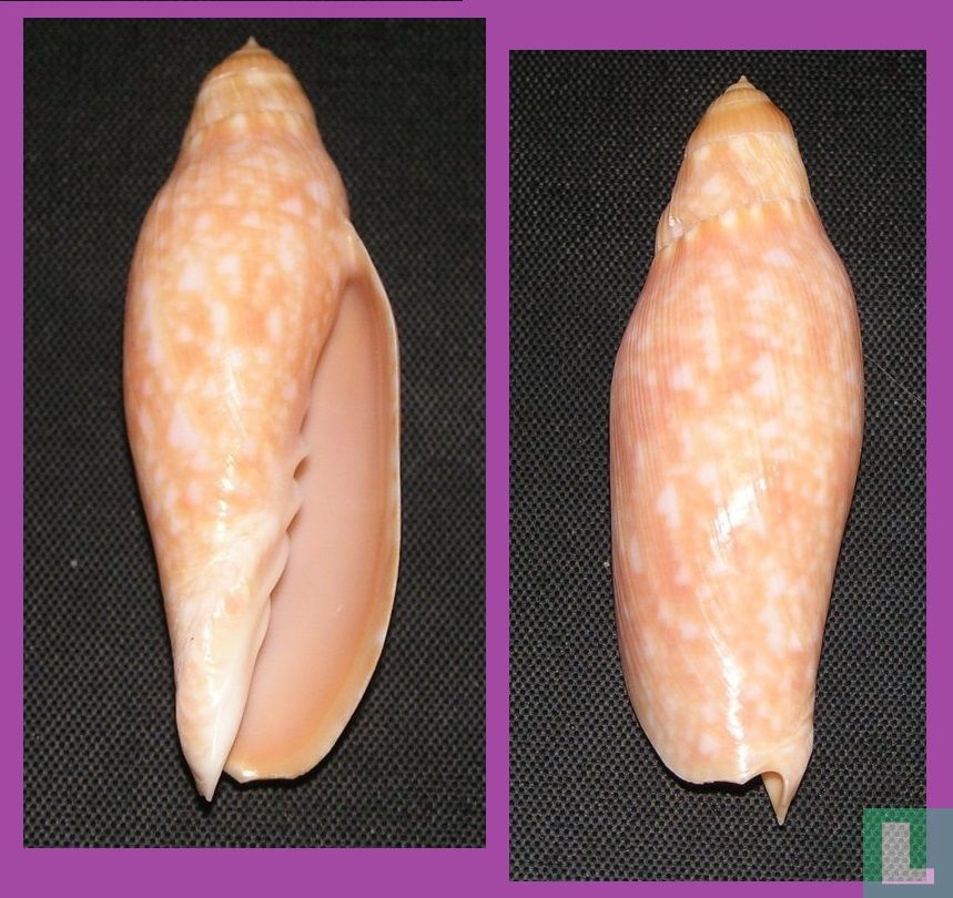 Volutoconus grossi