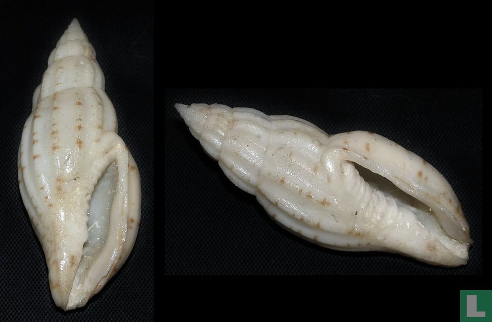 Lyria boholensis