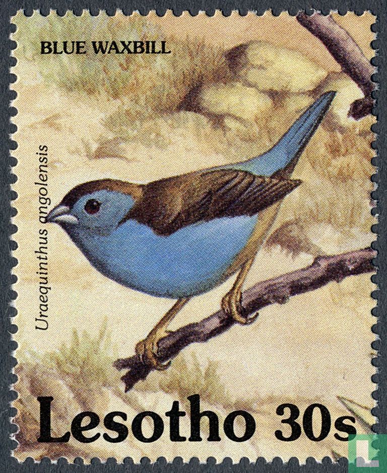 Angolan blue pheasant