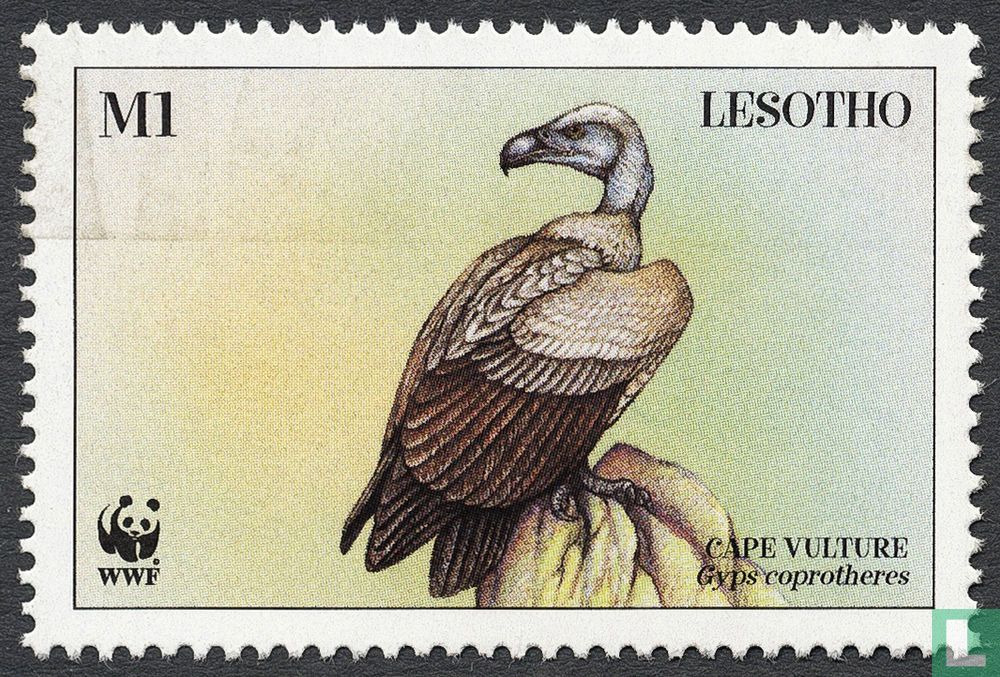 Vautour du Cap