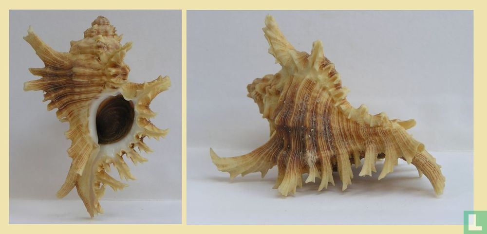 Chicoreus brevifrons