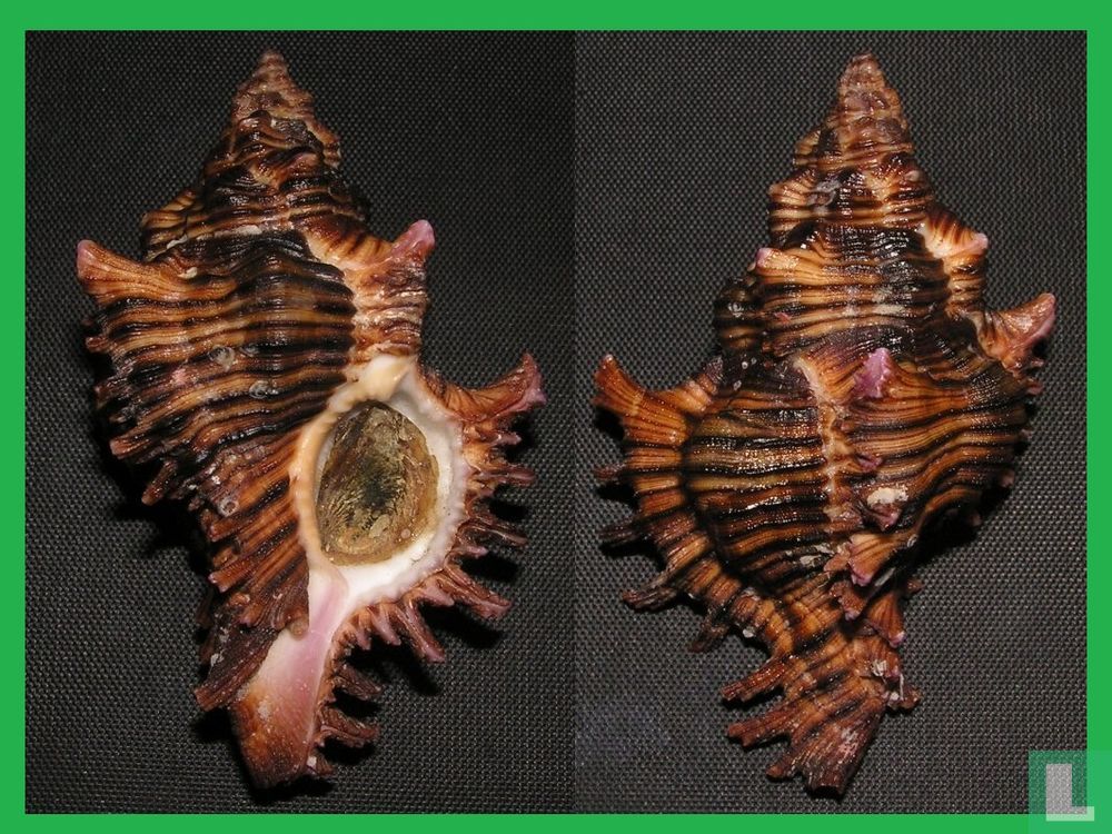 Chicoreus torrefactus kilburni
