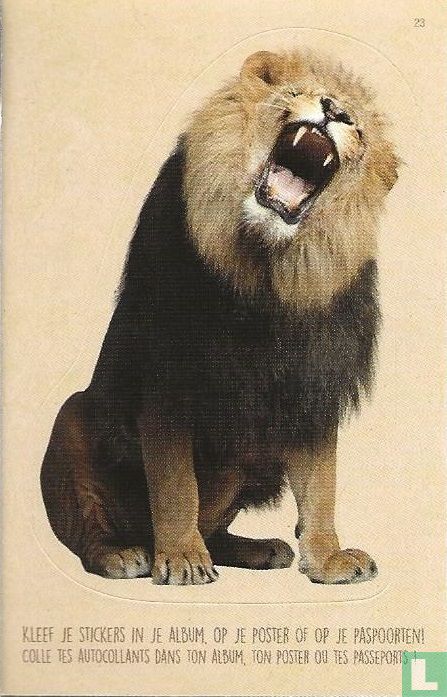 Leeuw / Lion